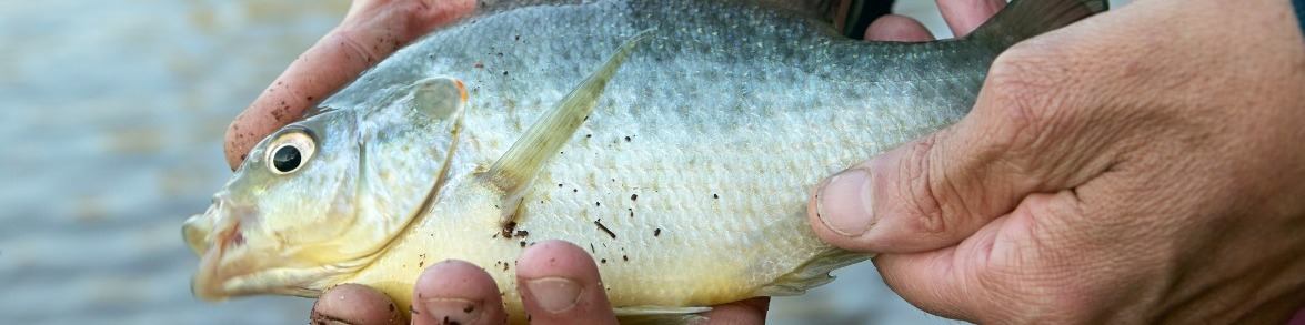 Read more about the article Keeping Fish Fresh On Your Fishing Boat 57309